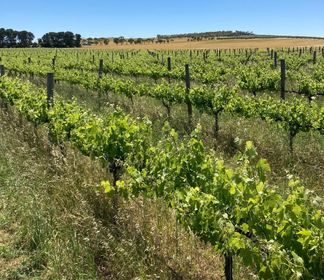 Villa Belalie Wines Jamestown Exterior foto